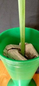 how to exhibit at the View Royal Garden Club garden show